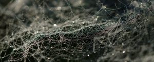 Araştırmacılar yaraları iyileştiren bir antibiyotik örümcek ipek hazırladılar